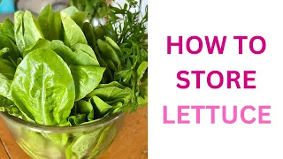 HOW TO STORE LETTUCE FOR OPTIMAL FRESHNESS