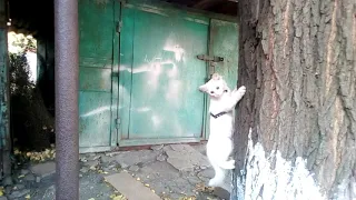 vlog на улице выгуливаю котёнка