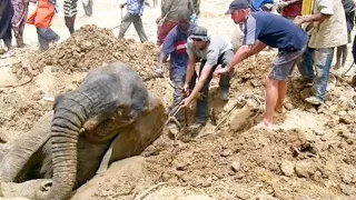 Google Earth Hero: Save The Elephants