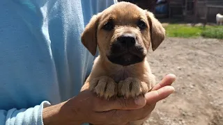 Приехали за одной, уехали с двумя собачками. They left with two dogs.