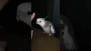 boop to start ur bird| cockatiel plays peekaboo | donny the dinosaur #talkingparrot #iloveyou #pets