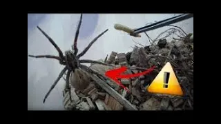 nouveau film d'horreur les araignées tueuses complet en Français 2021