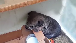 Abandoned puppy cried looking for her mom in a wooden box with sore eyes