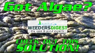 Removing Lake Algae and Pond Algae