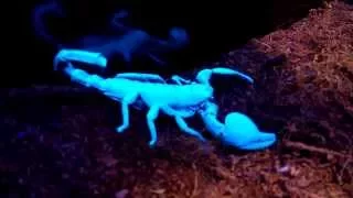 Emperor Scorpion Under Black Light