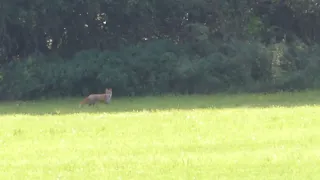 24 9 2023, Ein Fuchs flüchtet ein Stück und sichert dann