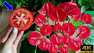Just a slice of tomato, Anthurium blooms endlessly|#orchid #viral #flowercare  #anthurium #plants