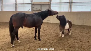 The Horse The Mare Wants Something From The Stallion, and he doesn't mind