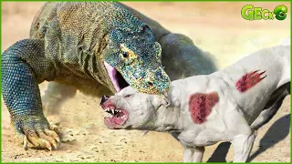 30 Stupid Dogs Face Komodo Dragon And Receive Bitter End | Animal Fight