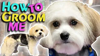 LEARN to GROOM your MORKIE or small DOG like a Professional at HOME