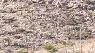 Aoudad Hunt