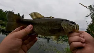 Bass fishing with craws as topwaters. (Blowups)