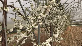 Life in the countryside :  greenhouse, cherry cultivation with bees