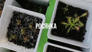 Опасная красотка. Росянка. Знакомство с хищным растением