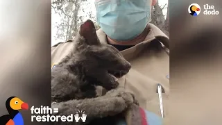 Guy Rescues Kitten From Wildfire  | The Dodo Faith = Restored