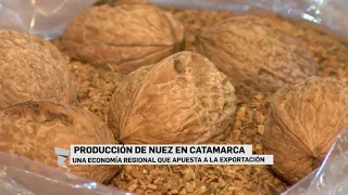 Producción de nuez en Catamarca, una economía regional que apuesta a la exportación