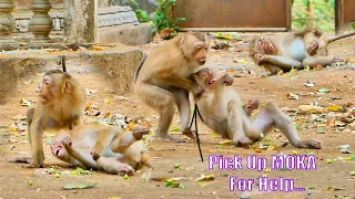 Wow, Monkey JUTTA Trying To Pick Up MOKA To Walk || Sorry, But MOKA Can't To Walk Yet