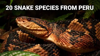 Snakes in Peru, 20 species from the Amazon and deserts, venomous bushmaster, anaconda and more