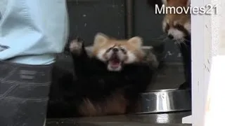 びっくりしてひっくり返る赤ちゃんレッサーパンダ~Red Panda Baby Surprise !