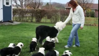 Old English Sheepdog Matilda and Her Puppies