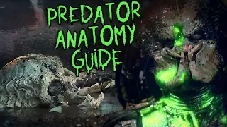 PREDATOR (YAUTJA) ANATOMY GUIDE