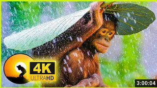 4K VIDEO (ULTRAHD) WILDLIFE ANIMALS IN RAIN | NATURE RELAXATION FOR 8K AND 4K TV,NATURE