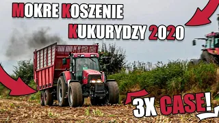 Mokre Koszenie Kukurydzy na Kiszonkę | Case Lokomotywa! | UR.Mirol | 3x Case & Ursus