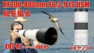 キヤノンRF200-800mm F6.3-9 IS USM・換算1280mmで鳥を撮る