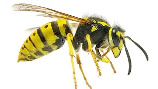 Что делать если укусила пчела? Как снять опухоль при укусе осы или пчелы