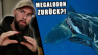 Ist der MEGALODON zurück?! - Riesige BISSWUNDE auf Weißem Hai entdeckt | Robert Marc Lehmann