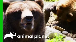 Keepers Try To Stop Bears Destroying Their Enclosure | The Zoo