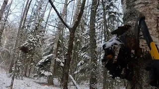 Поездка в лес за чагой.Сбор чаги на продажу.