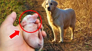 The Dog Found An Abandoned Puppy, The Vet Saw It And Called The Police Instantly！