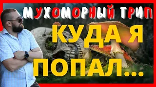 Мухоморный трип | Мухомор трип | Мухоморы трип куда я попал