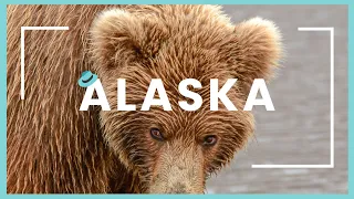 Alaska, motorhome trip | Searching the grizzly