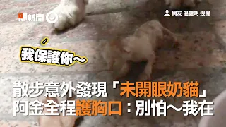 黃金獵犬散步拾獲幼貓 母愛全開呵護照料｜寵物｜狗｜貓｜Golden Retriever