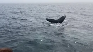 Whale Watching Brier Island Nova Scotia 2021 - Brier Island Whale & Seabird Cruises