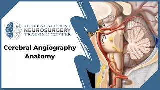 Cerebral Angiography Anatomy