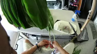 Ti Leaf Hula Skirt -- a labor of love