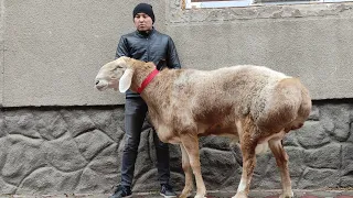 ШАРПЕЙ - Самый крупный кочкор в Средней Азии