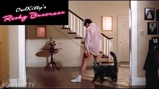 Risky Business with my cat (OwlKitty parody)