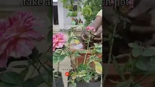 How to plant in pot/container and the best container soil mix |terrace garden| 1:1:1 potting mix