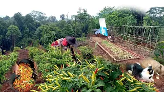 Rain when harvesting chilies, planting avocados and long beans ep 172