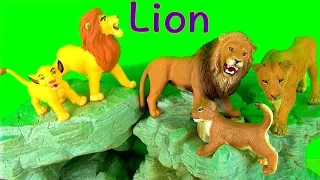 Big Cat week 2018 -  Wild Animals - Learn about Lions - Zoo Animals Toys - Learn Lions in English
