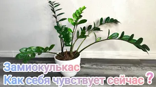 Замиокулькас спустя 2 месяца после пересадки