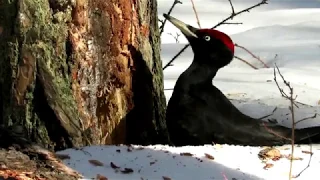 Черный Дятел весной, Black Woodpecker