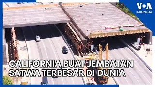 California Bangun Jembatan Satwa Terbesar di Dunia