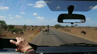 День 4. Парк Крюгер. ЮАР. Часть 2. Kruger Park. South Africa.