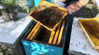 осмотр пчел в сентябре