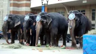Ringling Bros. Circus Dallas Elephant Party